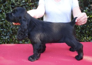Artemis 8 wks stack