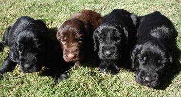Bliss x Darcy Puppies - 4 weeks old